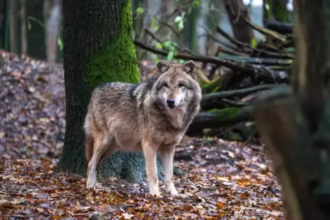 In der Region wurde zuletzt an Silvester ein Wolf (unser Foto zeigt ein Tier im Wolfcenter Dörverden) von einer Wildkamera im Kr