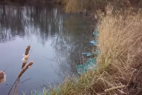 Cyanobakterien: Die Winterblüte der soegannten Blaualgen kann teilweise am Ufer gesehen werden. 