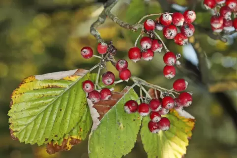 Im Herbst leuchten sie: Vor allem bei Vögeln und Insekten sind die Früchte der Mehlbeere beliebt. 