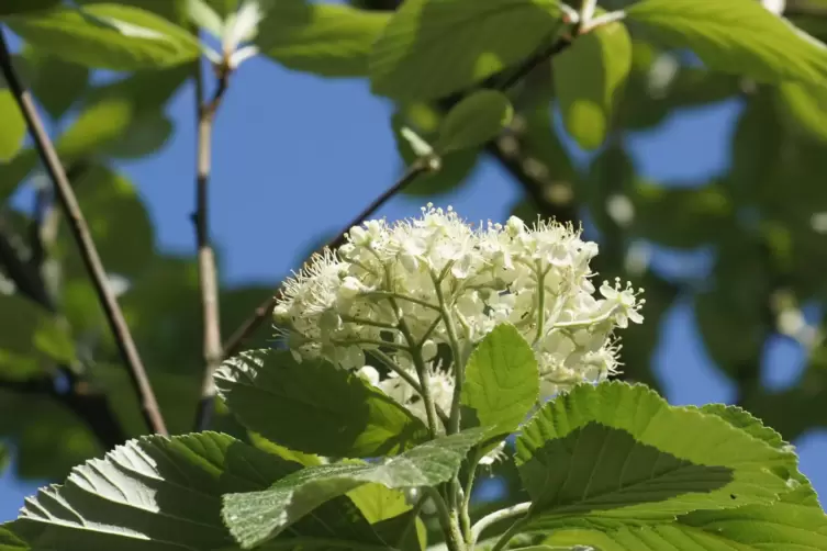 Sch&ouml;n anzusehen sind die Bl&uuml;ten der Mehlbeere, die etwa ab Mitte Mai zu sehen sind. 
