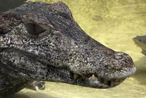 Ein Alligator unter Wasser. 