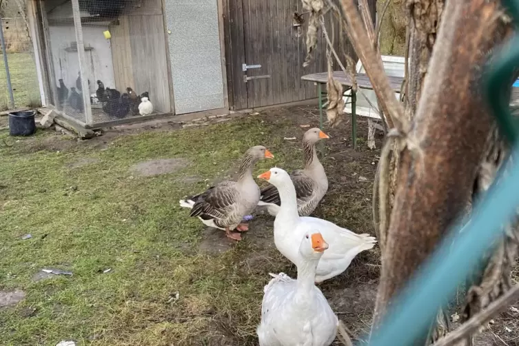 Diesen G&auml;nsen schien es im Dezember noch ganz gut zu gehen. Andere V&ouml;gel hat die Kreisverwaltung abgeholt, um sie vor Schaden zu