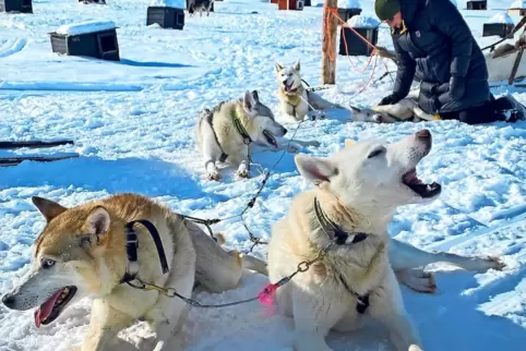 Huskys jaulen vor Vorfreude. Jeweils fünf Hunde ziehen ein Gefährt und werden bis zu 50 Kilometer pro Stunde schnell.