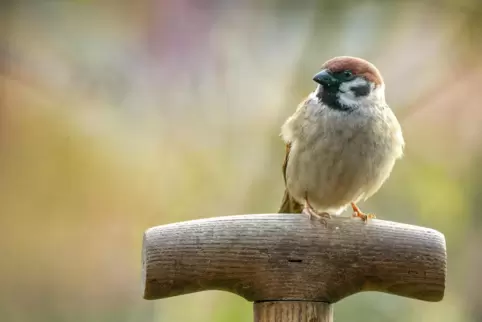 Die Bestände vieler Vogelarten gehen zurück – hier ist ein Feldsperling zu sehen. 