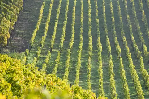 Wenn im Weinbau besondere Standards Anwendung finden, können Winzer das mitunter auf Öko- oder Biosiegeln kenntlich machen. 