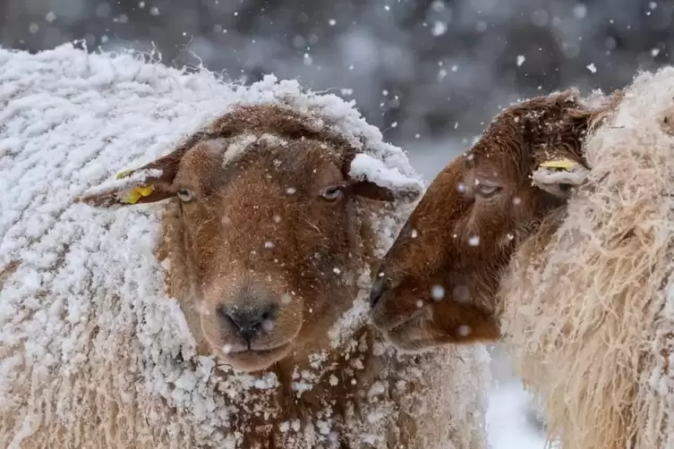 Mögen Schnee lieber als Regen: die Schafe von Tanja Schiefner.