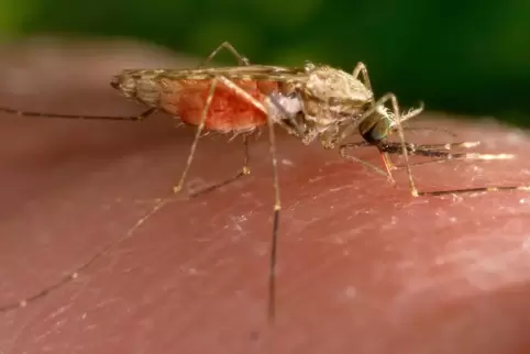 Anopheles-Mücken übertragen Malaria auf den Menschen.