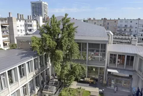 Im Hinterhof ein Ginkgo-Baum, bald „grüne Begegnungsstätte“: Die Kunstvereinsresidenz Bürgermeister-Reichert-Haus wird saniert. Im Hinterhof ein Ginkgo-Baum, bald „grüne Begegnungsstätte“: Die Kunstvereinsresidenz Bürgermeister-Reichert-Haus wird saniert.