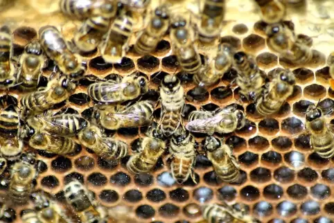 Fleißige Bienen bei der Arbeit. 