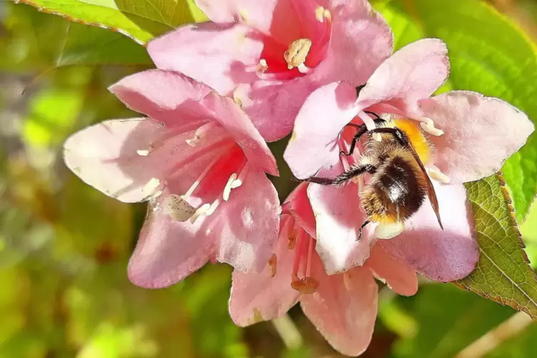 Schnappschuss aus heiteren Sommertagen: Eine Biene ist am Werk.