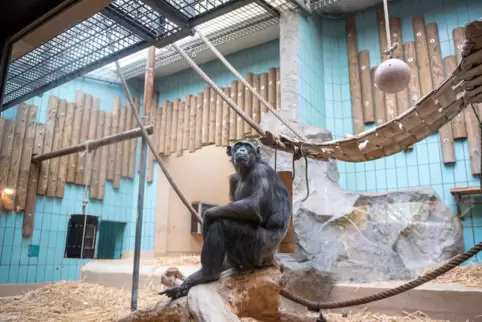 Tierschützer kritisieren seit langem die Schimpansenhaltung im Landauer Zoo. Peta hatte bereits eine Strafanzeige gestellt. 