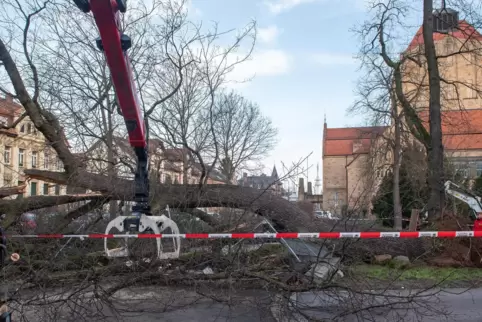 Die Eiche war 20 Meter hoch. 
