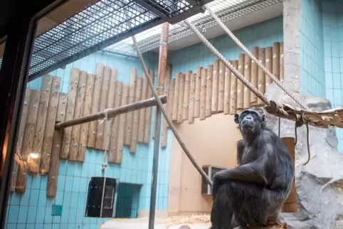 Einer von drei betagten Schimpansen im Landauer Zoo. 