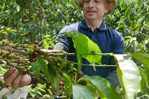 Die Bäume, die Kleinbauer Diego López neben den Kaffeesträuchern anpflanzt, bescheren ihm ein zusätzliches Einkommen – pro Tonne