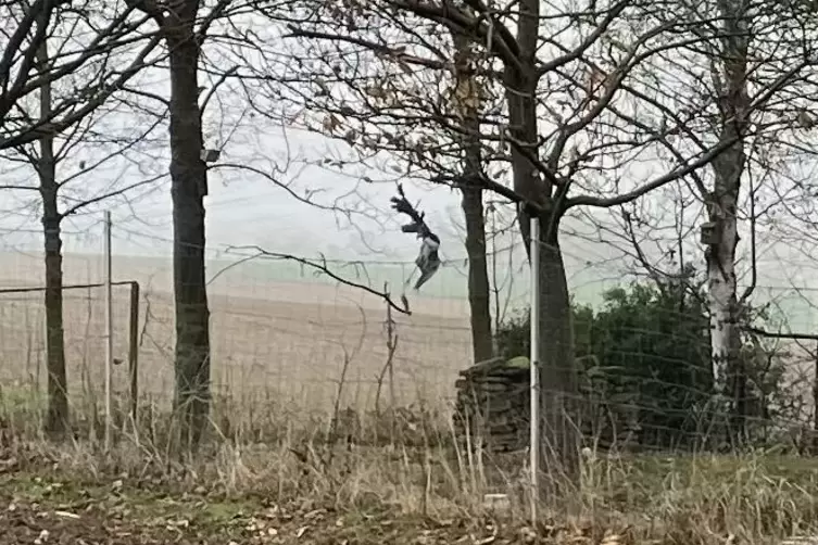 Die grausame Szene vor von weitem von einem Wirtschaftsweg aus gut zu sehen: der tote, &uuml;berm Fischteich h&auml;ngende Reiher. 