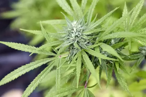 Cannabispflanze: in Speyer laut Anklage unerlaubt angebaut. 