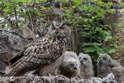 Ein Uhu mit seinem Nachwuchs: Im vergangenen Jahr registrierte der Arbeitskreis Wanderfalkenschutz im Naturschutzbund vier Jungv