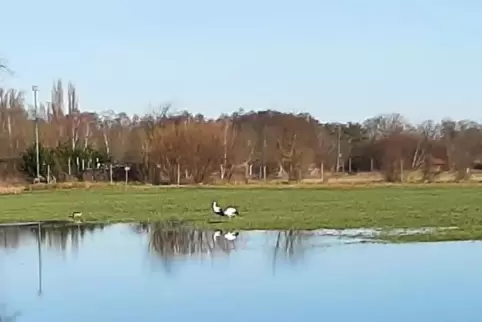 Aus der Entfernung vom Radweg aus aufgenommen: zwei Störche auf einer unter Wasser stehenden Wiese bei Geinsheim.