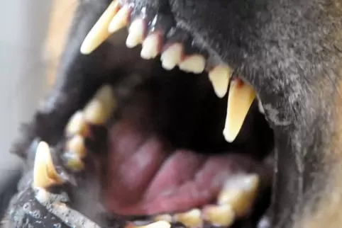 Der Junge war mit seinem Fahrrad unterwegs, als er von einem Hund gebissen wurde.