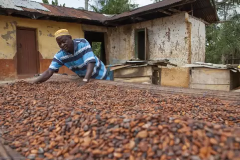 In Westafrika wird die größte Menge an Kakao produziert. 