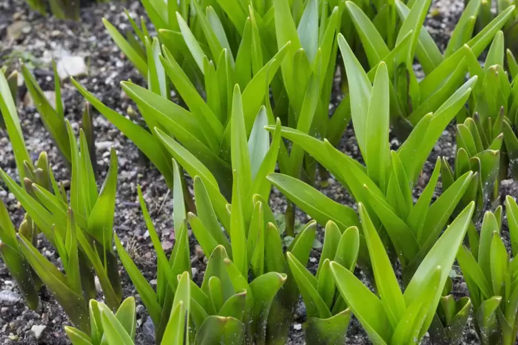 Verwechslungsgefahr herrsche auch mit der giftigen Herbstzeitlosen. 