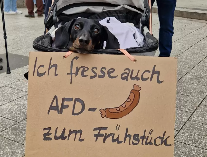Auch diesem Dackel ist das Thema nicht wurscht.