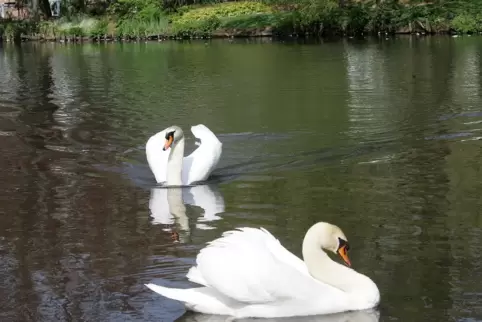 Früher ein gewohntes Bild: Zwei Schwäne im Rosengarten. 