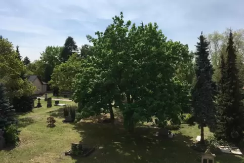 Der ehemalige Stadtfriedhof soll in einen Park umgewandelt werden.