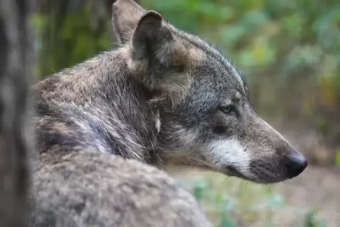 Genmaterial des Wolfsrüden wurde innerhalb von sechs Monaten drei Mal im Hunsrück nachgewiesen.