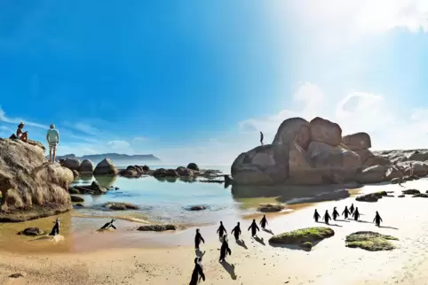 Am Boulders Beach in der Nähe von Kapstadt leben Pinguine. 
