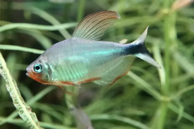Wunderschön und bedroht: Hyphessobrycon procyon.