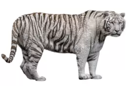 Weiße Tiger gibt es in der freien Natur nicht mehr. Die Exemplare in Gefangenschaft sind alle miteinander verwandt. Kleines Bild