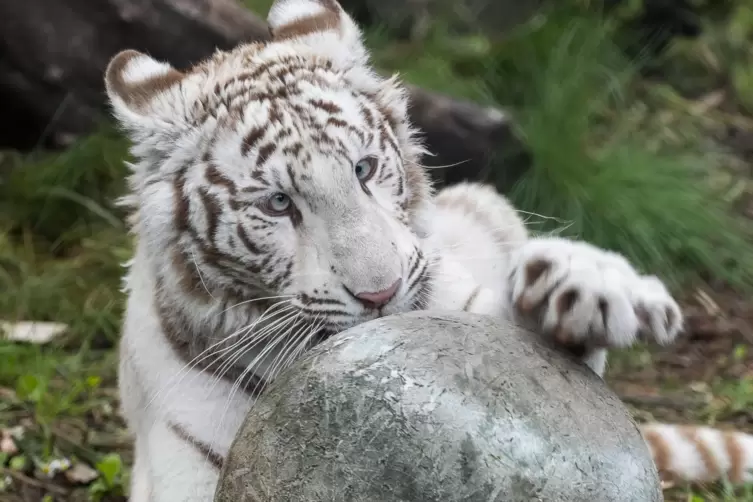 Weiße Tiger gibt es in der freien Natur nicht mehr. Die Exemplare in Gefangenschaft sind alle miteinander verwandt. Hier Tigerin