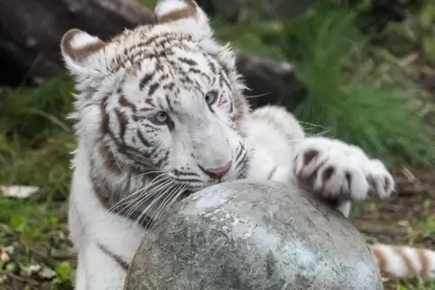 Weiße Tiger gibt es in der freien Natur nicht mehr. Die Exemplare in Gefangenschaft sind alle miteinander verwandt. Hier Tigerin