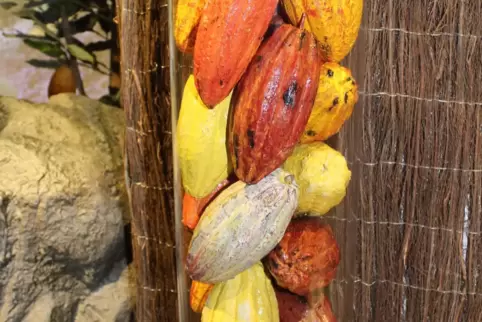 Im Museum in Colmar: Kakaobohnen aus Mittelamerika.