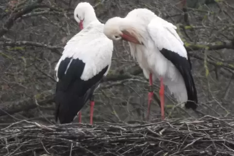 Die Saison ist eröffnet: Zwei Pärchen und zwei einzelne Störche haben schon wieder ihr Quartier bei der Lohnsfelder Pulvermühle Die Saison ist eröffnet: Zwei Pärchen und zwei einzelne Störche haben schon wieder ihr Quartier bei der Lohnsfelder Pulvermühle