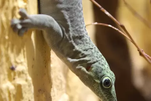 Der Dornwaldtaggecko ist eine von insgesamt drei im Zoo Landau gehaltenen Gecko-Arten. 