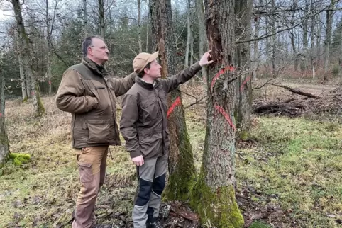 Förster Martin Teuber und Forstdienst-Anwärter Johannes Golla zeigen an einer Eiche die Folgen des Prachtkäfer-Befalls auf. 