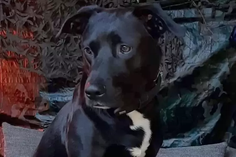 Die H&uuml;ndin der Familie, die durch das Feuer ihr Haus verloren haben, wird noch vermisst. Bella ist ein Mischlingsweibchen aus Sc