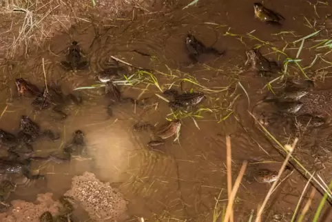 Die nächste Generation wird abgelegt: Amphibien wie diese Grasfrösche zieht es derzeit wieder zu ihren angestammten Laichplätzen