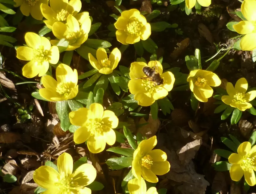 Diese Biene versucht sich beim Sonnenbaden an den Winterlingen in Herxheim am Berg.