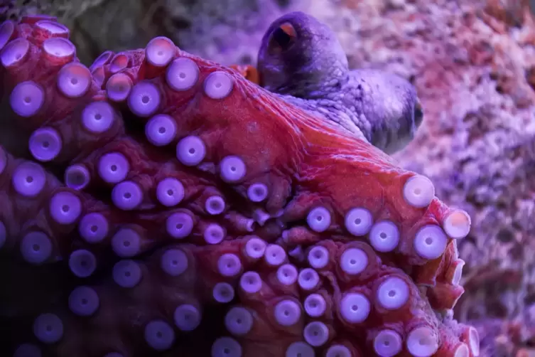 Unter den Tintenfischen stechen die Oktopoden besonders hervor. Ihr Gehirn besteht aus 500 Millionen Nervenzellen und ist über d
