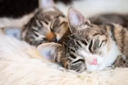 Mieze-Katzen haben schon längst viel mehr, als nur das Internet mit ihren süßen Videos erobert.