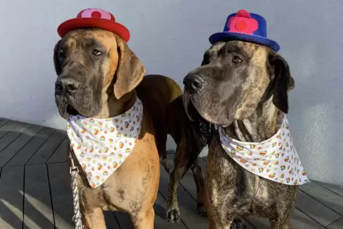 Die Doggen Dorota und Kelly verkörpern Coolness und Ausgelassenheit in einem. 