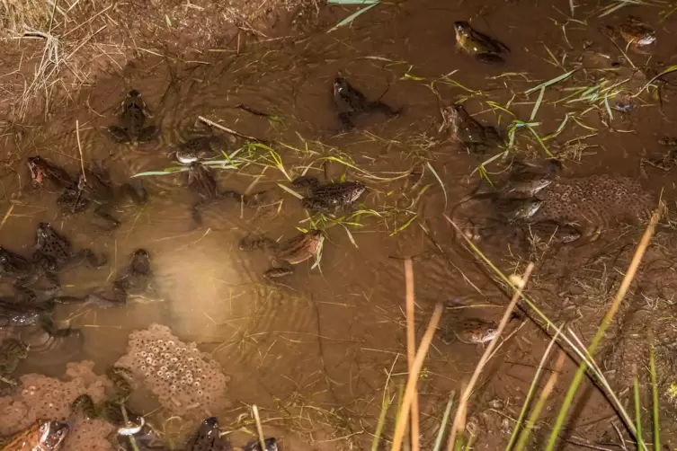 Amphibien und das Naturbad: Dieses Thema bewegt nicht nur die Amphibienfreunde.