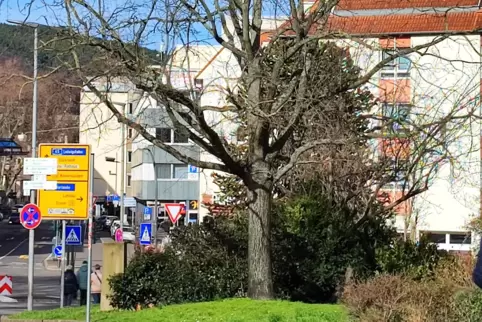 Die Eiche am Bahnhof am Tag vor der Fällung. 
