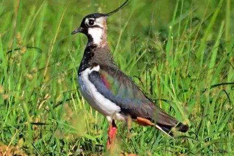 Der Kiebitz mag weite Flächen und offene Landschaften. Beweidete Wiesen sind perfekt für ihn. 
