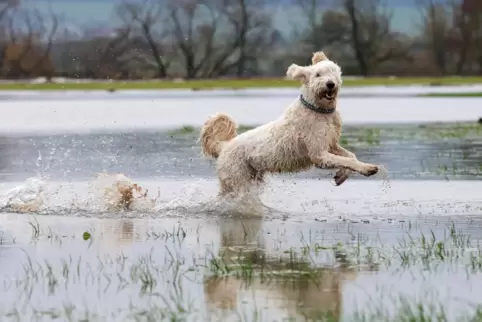 Dem Hund hier scheint die Überschwemmung Spaß zu machen, aber der Mensch mag so etwas in der Regel nicht. Deshalb schauen die Be
