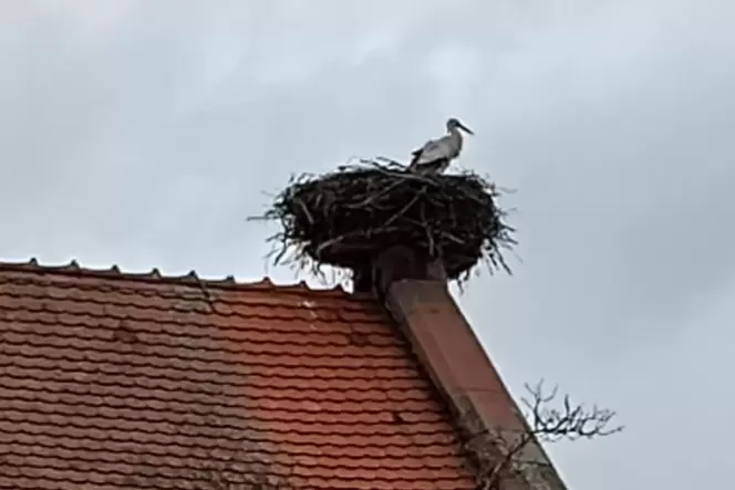 Vergangene Woche ist der erste Storch aus seinem Winterquartier nach Mackenbach zurückgekommen.