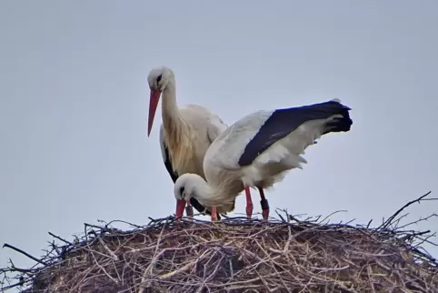 Im Umgang miteinander innig und vertraut: das Storchenpaar, das seit 2020 in einem Nest im DürkheimerBruch brütet. Fünf Junge ha